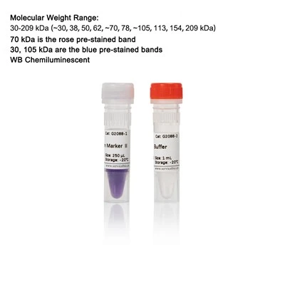 Western Protein Marker Ⅱ (Exposure)