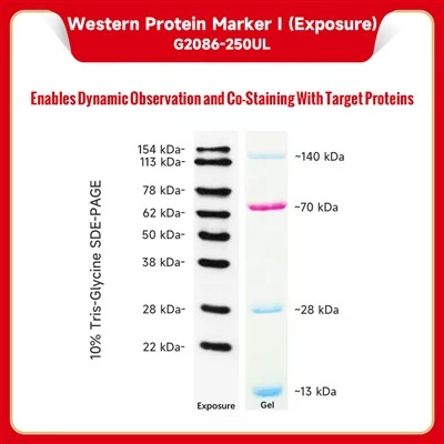 Western Protein Marker I (Exposure)